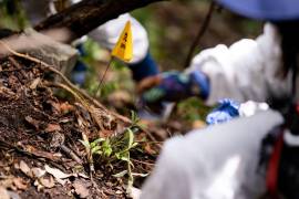 Hallan dos cuerpos dentro de una fosa clandestina en un huerto aguacates en Nayarit