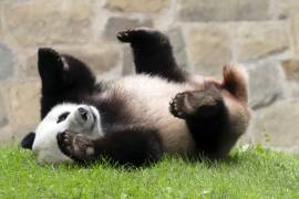 Es muy probable que los nuevos osos pandas sean enviados al zoológico de San Diego, California.