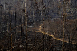 Ofrecen ayuda los países ricos para combatir incendios en la Amazonia