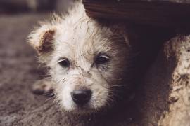 Dignidad Animal aseguró que mantiene comunicación con las autoridades y llamó a la ciudadanía a aportar cualquier información que ayude a localizar al presunto responsable.