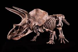El esqueleto de un ejemplar de Triceratops, apodado “Big John”, en Tampa, Florida.