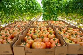 Las ventas agropecuarias al exterior disminuyeron 10.62 por ciento, según información del Banco de México.