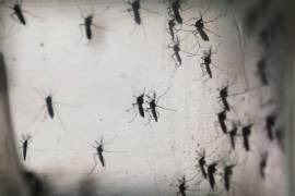 Jalisco registra al menos 37 muertos por virus del dengue