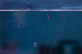 Fotografía del 16 de diciembre de 2021 que muestra un ejemplar de kril, unos pequeños crustáceos que son la base alimenticia de muchos depredadores marinos.