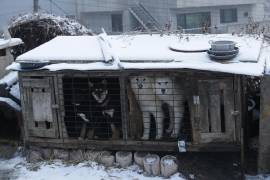 Esa postura, aparentemente vaga, provocó rápidamente protestas tanto de los criadores de perros como de los defensores de los derechos de los animales.