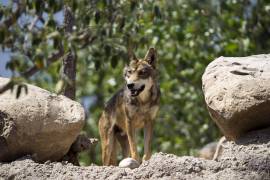 Lobo gris mexicano, especie protegida por la Ley de Especies en Peligro de Extinción