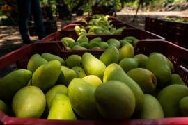 La retención que sufrieron dos inspectores estadounidenses en el poblado de Aranza, en Michoacán, no solamente afectó a los aguacateros, también a los exportadores de mango.