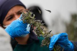 El evento reunirá a expertos, empresas y colectivos especializados en genética, producción y regulación de la cannabis.