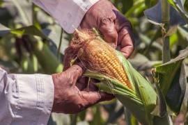 La producción de maíz en México cayó un 9.2% en 2023, a 25.5 millones de toneladas, su nivel más bajo en seis años