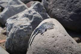 VERACRUZ, VERACRUZ, 25 MARZO 2026.- Elementos de la Marina realizan recorridos de playas de las ciudades de Veracruz y Boca del Río para proceder a la limpieza de estas, luego de que se vieran afectadas por la contaminación provocada por un gran derrame de hidrocarburo crudo en el Golfo de México.