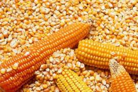 Se podrá seguir importante maíz amarillo que se usa para forraje, pero no para la elaboración de productos como hojuelas de maíz, fructosa, aceites, etcétera
