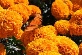 La flor de cempasúchil se utiliza en la medicina tradicional para aliviar molestias digestivas y cólicos; sus compuestos también despiertan interés por sus propiedades antioxidantes.