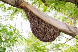La mayoría de las picaduras de abejas son menores y se pueden tratar en casa.