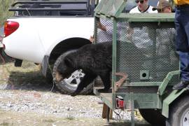Actualmente no existe un estudio formal de población que permita afirmar que el número de osos creció.