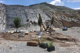Plantaron cedros y otras especies nativas, evitando el uso de especies invasoras.