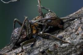 Una hormiga infectada por el ‘Hongo Zombi’ (Ophiocordyceps unilateralis) en el Centro Universitario de Ciencias Biológicas y Agropecuarias (CUCBA) de la Universidad de Guadalajara en Jalisco (México).