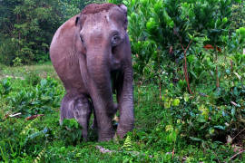 Nace cría de elefante en peligro de extinción en Indonesia