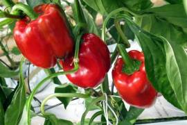 El proceso comenzó en 2009, cuando el Servicio Nacional de Sanidad, Inocuidad y Calidad Agroalimentaria inició pláticas con sus contrapartes japonesas.