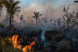 Aumenta la deforestación en la Amazonía a medida que la pandemia obstaculiza su protección
