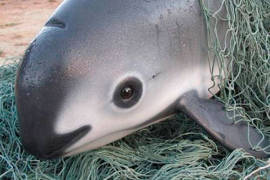 Solo quedan 30 vaquitas marinas, gobierno ha gastado 1,200 mdp y no ha podido rescatarlas