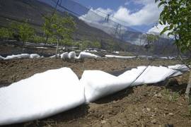 Tras granizada, podrán utilizar recursos del Fonden productores de Arteaga