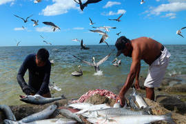 Por recortes, temen mayor pesca ilegal en costas