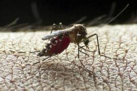 Reportan ausentismo laboran en Monclova por zika