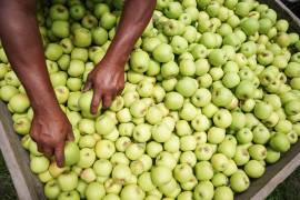 Las importaciones se realizaron en condiciones de dumping y causaron daño material a la rama de producción mexicana.