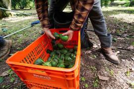 De acuerdo con productores, en agosto se exporta entre el 60% y el 70% del monto de los mejores meses..