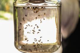 Secretaría de Salud llamó a la población de las entidades con presencia de dengue a retirar basura y objetos que acumulen agua.