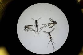 Los mosquitos hembra transmiten el virus al picar a un ave infectada por el virus y luego pican a una persona. Muchas de las personas infectadas no enferman.