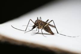 La OMS advierte que la mayoría de los casos de dengue suelen ser asintomáticos.