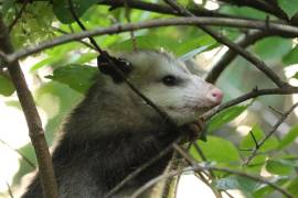 Un estudio sobre la fauna salvaje común en Virginia (Estados Unidos) descubrió que el virus responsable de la covid-19 está muy extendido entre los animales, sobre todo en torno a zonas de gran actividad humana.