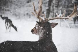 El peligroso virus mortal “ciervo zombie” se ha propagado sigilosamente por Norteamérica, sobre todo en Estados Unidos y Canadá, así como Noruega y Corea del Sur.