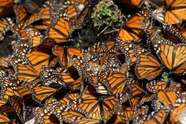 En América del Norte, millones de monarcas realizan la migración más larga de cualquier especie de insecto conocido por la ciencia.