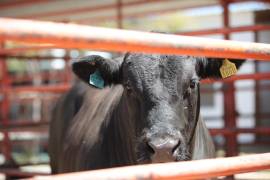 Productores de Coahuila enfrentan pérdidas millonarias tras más de un año sin acceso al mercado de Estados Unidos.