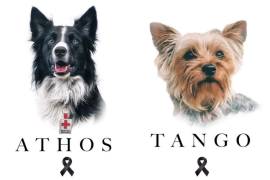 Cruz Roja lamenta muerte de Athos y Tango, perritos rescatistas que fueron envenenados