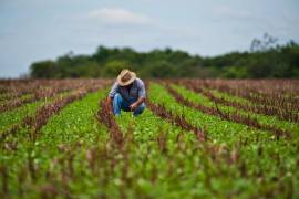 La sequía que padeció por años el sector agrícola de Tamaulipas acabó en gran parte del estado con las lluvias de finales de junio y durante julio; pero ahora, los productores tamaulipecos se enfrentan a los bajos precios y a la falta de apoyos oficiales.