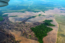 Peor año en deforestación para amazonía brasileña