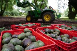 La bancada de Morena en el Senado propone la Ley Federal del Aguacate para expandir las regiones certificadas para exportación, incluyendo al Estado de México