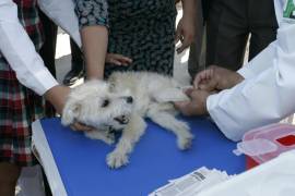 Las vacunas protegen de enfermedades que podrían ser mortales para tus mascotas.