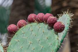 Elección. Esta fruta destaca de forma gestonómica por su resiliencia climática para los platillos que, sin duda, conquistan paladares.