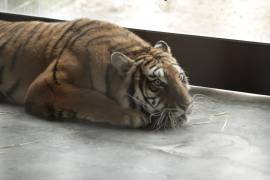 Bajo los efectos de la anestesia, la tigresa saltó hacia un banco y al caer sufrió una lesión mortal.