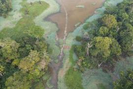 Vista aérea de una lancha a motor en una zona de llanura inundada y selva amazónica al amanecer en Carauari, Brasil. La mitad de la Amazonía podría sufrir alteraciones irreversibles e incluso desaparecer.