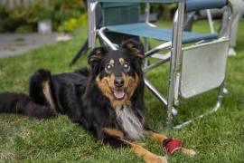 Shola padece atrofia progresiva de retina, un grupo de enfermedades que afecta a más de 100 razas caninas.