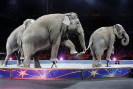 Elefantes actúan por última vez en el circo Ringling Bros.