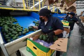 La Asociación de Productores y Empacadores Exportadores de Aguacate de México comunicó que solo se procesará la fruta recibida previo a la medida que Estados Unidos impulsó