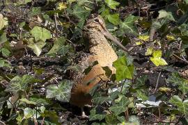 Fotografía que muestra el ave Scolopax Minor o Chocha Americana en el Bryant Park en Nueva York.