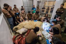 Fallece Inuka, el único oso polar nacido en el trópico
