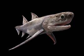 Qianodus duplicis, uno de los peces fósiles, de más de 400 millones de años, que fueron encontrados por investigadores en el sur de China.